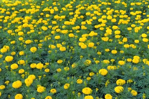 Yellow marigold Stock-Fotos