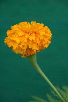 Yellow Marigold Stock Photos
