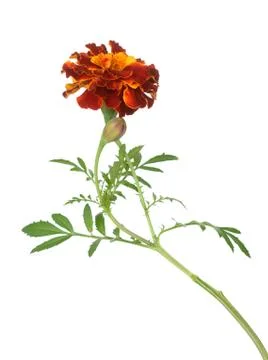 Yellow marigold Stock Photos