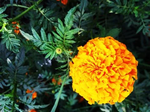 YELLOW MARIGOLD Stock Photos