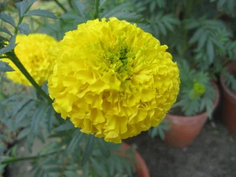 Yellow Marigold Фото