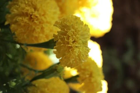 Yellow marigold Stock Photos