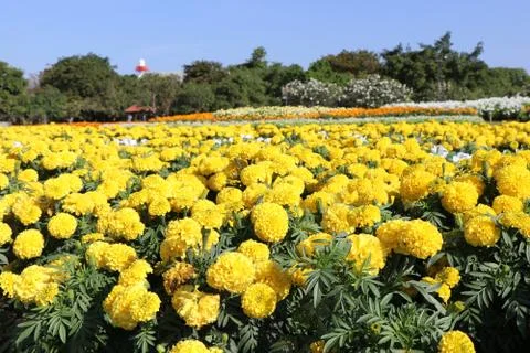 Yellow marigold Stock Photos