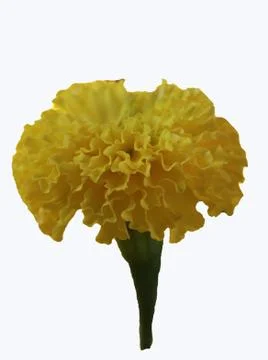 Yellow marigold Stock Photos