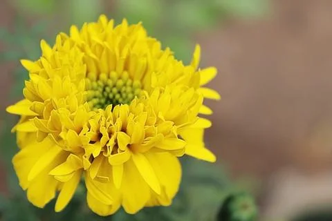 Yellow marigold Stock Photos