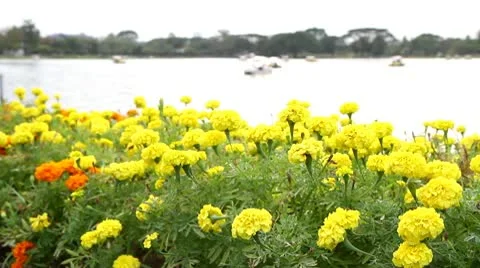 Yellow marigold swaying in the evening 库存影片 10730725