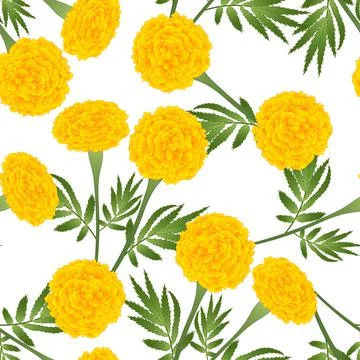 Yellow Marigold on White Background Stock Illustration