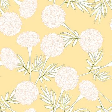 Yellow Marigold on White Background2 Stock Illustration