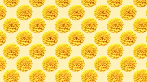 Yellow Marigold On Yellow Background. Vector Illustration. Stock Footage 273877984