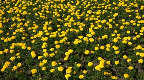 Yellow marigolds. 4K. Stock Footage 39718785