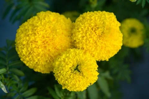 Yellow Marigolds flower fields, selective focus Stock Photos