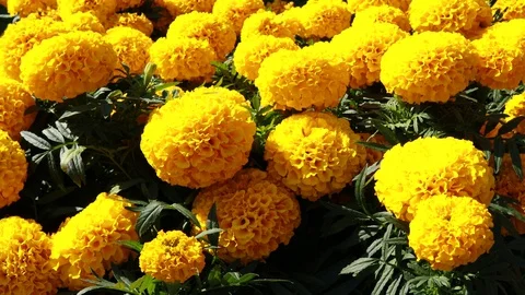 Yellow marigolds Stock Footage 113924636