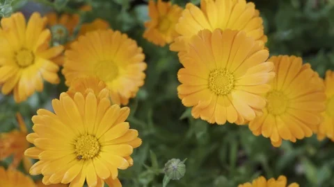 Yellow marigolds, top view Stock Footage 129237977