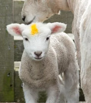 Yellow mark lamb Stock Photos