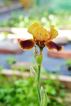 Yellow maroon iris flower on a background of brown earth. Vertical photo, pla Stock Photos