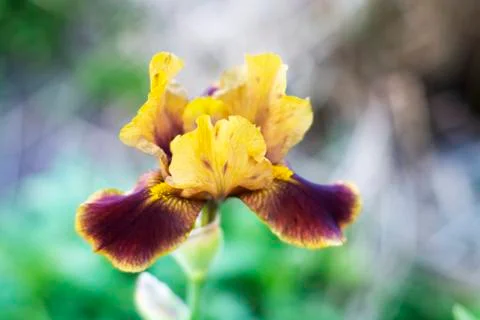 Yellow maroon iris flower on a background of brown earth. Horizontal photo, p Stock Photos