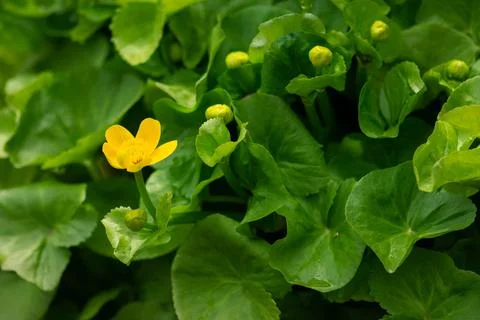 Yellow Marsh Marigold Flower Stock Photos