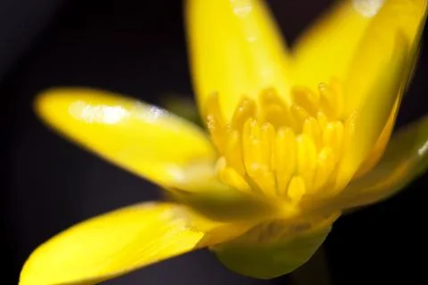 Yellow Marsh Marigold Stock Photos