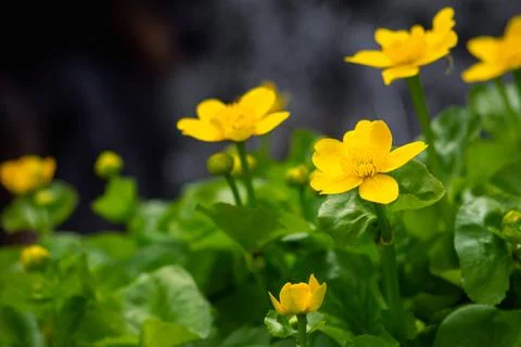 Yellow Marsh Marigold Stock Photos