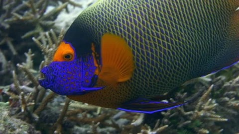 Yellow-mask angelfish 스톡 동영상 131104678