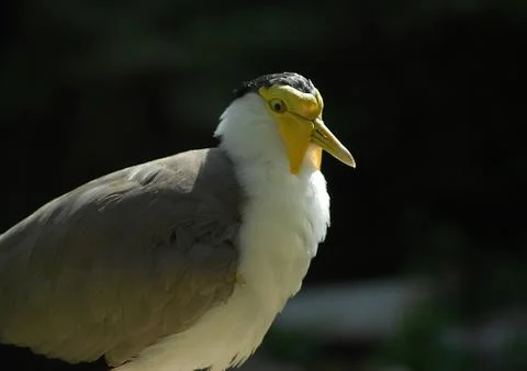 Yellow Masked Lapwing Stock Photos