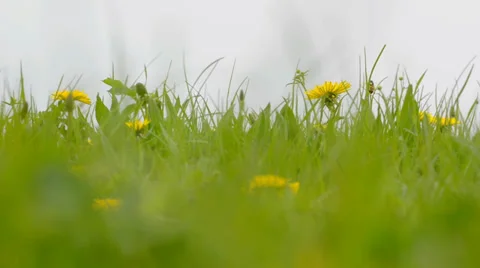Yellow meadow flower Stock Footage 37343654