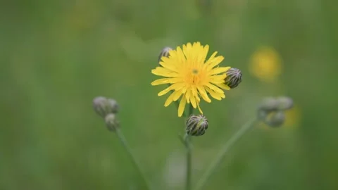Yellow meadow flower with some buds is blowing in the wind Stock Footage 132282372