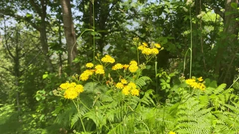 Yellow meadow flower with trees in the background 🌼🌳 Stock Footage 310913482