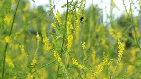 Yellow meadow flowers Stock Footage 52581564
