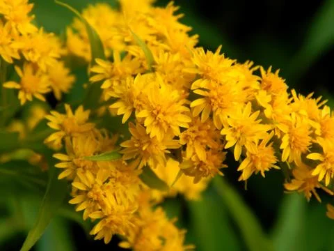 Yellow meadow flowers Stock Photos