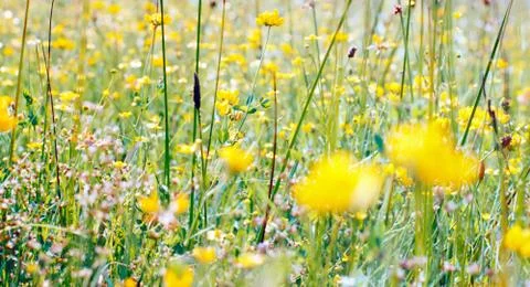 Yellow meadow flowers 스톡 사진