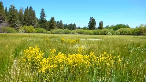 Yellow Meadow Flowers in the Wind Video stock 39387221