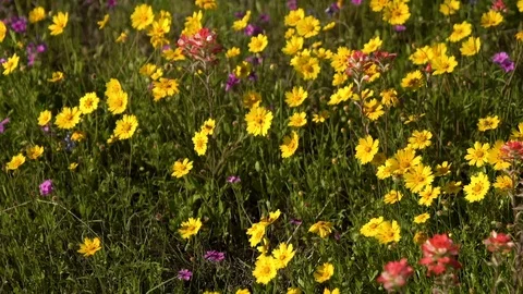 Yellow Meadow Video stock 106260334