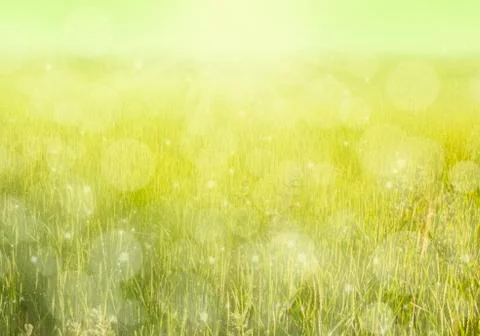 Yellow meadow Stock Illustration