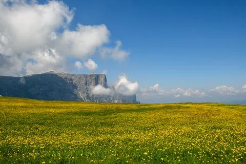 Yellow Meadow, Mountain Backdrop Stock Photos