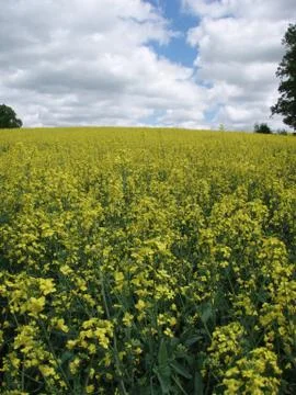 Yellow meadow Foto stock