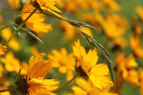 Yellow meadow Stock Photos