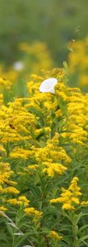 Yellow meadow Stock Photos