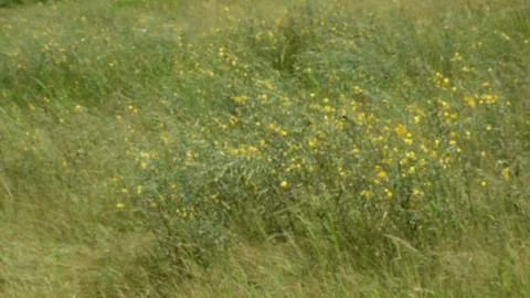 Yellow meadow ,waving, wind Stock Footage 137185356