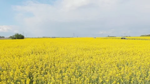 Yellow Meadows Stock Footage 107669293