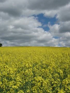 Yellow meadows Foto stock