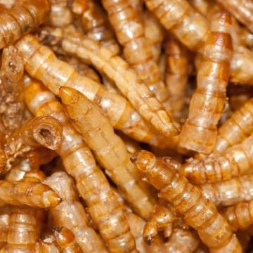 Yellow meal worm Foto stock