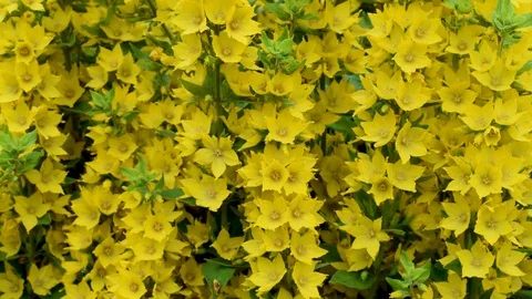 Yellow medium-sized flowers with several green leaves Stock Footage 92088764