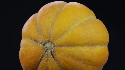 Yellow melon on a black background rotates Stock Footage 77131783