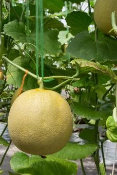 Yellow melon on field in greenhouse. Stock Photos