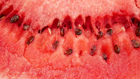 Yellow melon Stock Footage 234221490