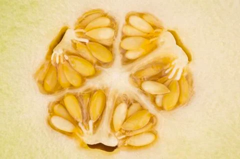 Yellow melon kernel in close up Stock Photos