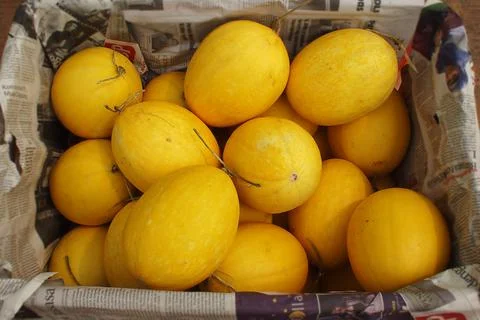 Yellow melon Stock Photos