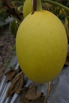 Yellow melon Stock Photos