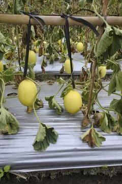 Yellow melon Stock Photos